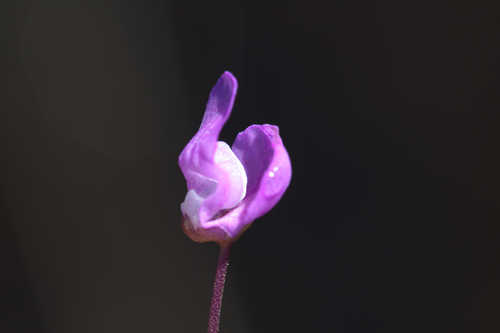 Utricularia purpurea #6